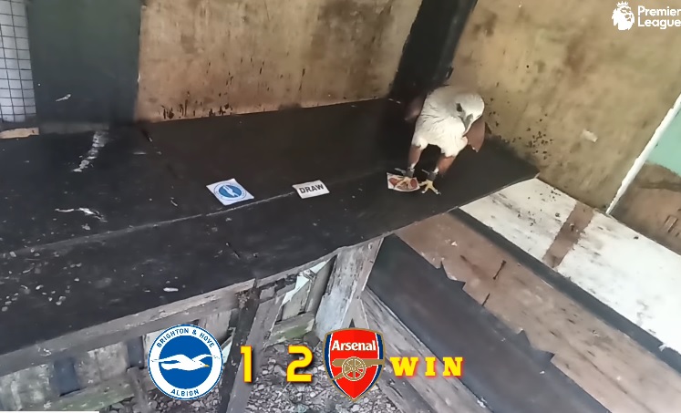 Tiên tri đại bàng dự đoán Brighton vs Arsenal, 0h30 ngày 1/1 - Ảnh 1