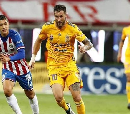 Nhận định kèo Tigres UANL vs Guadalajara, 8h10 ngày 26/2